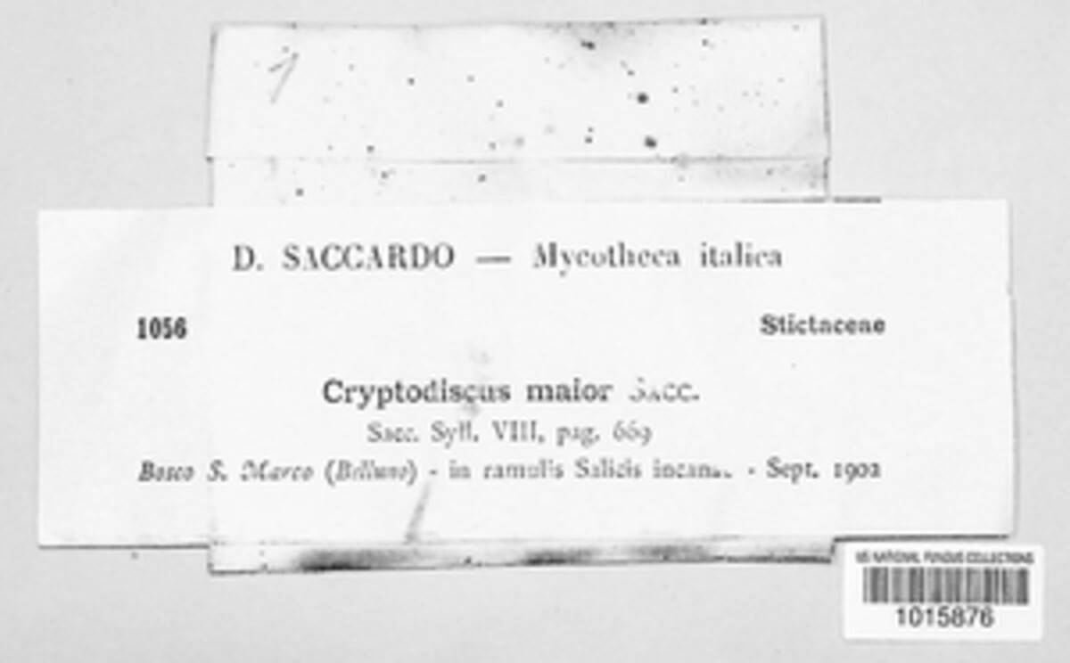 Cryptodiscus major image